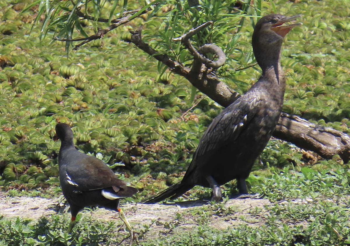Neotropic Cormorant - ML646414795