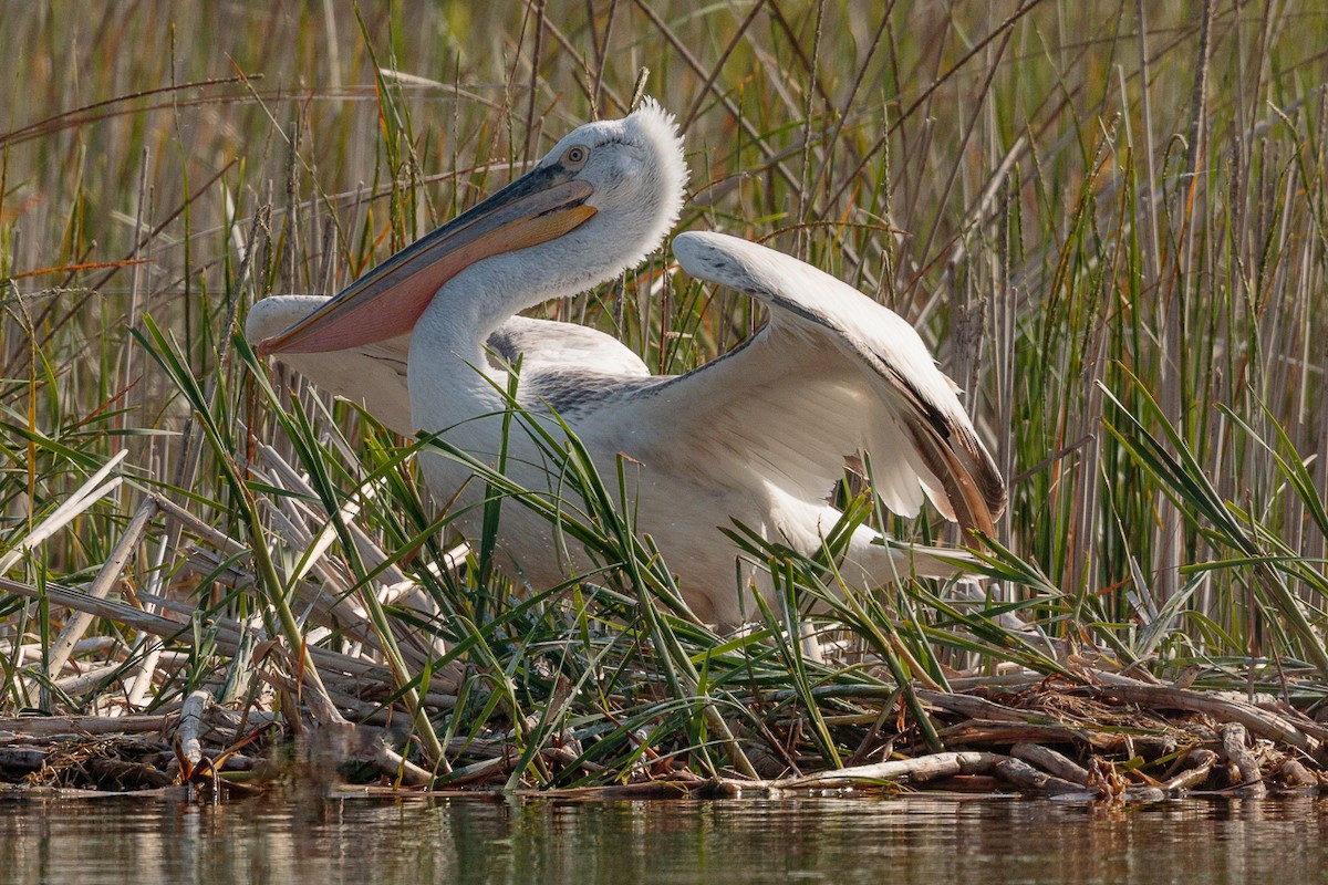 Dalmatian Pelican - ML646414796