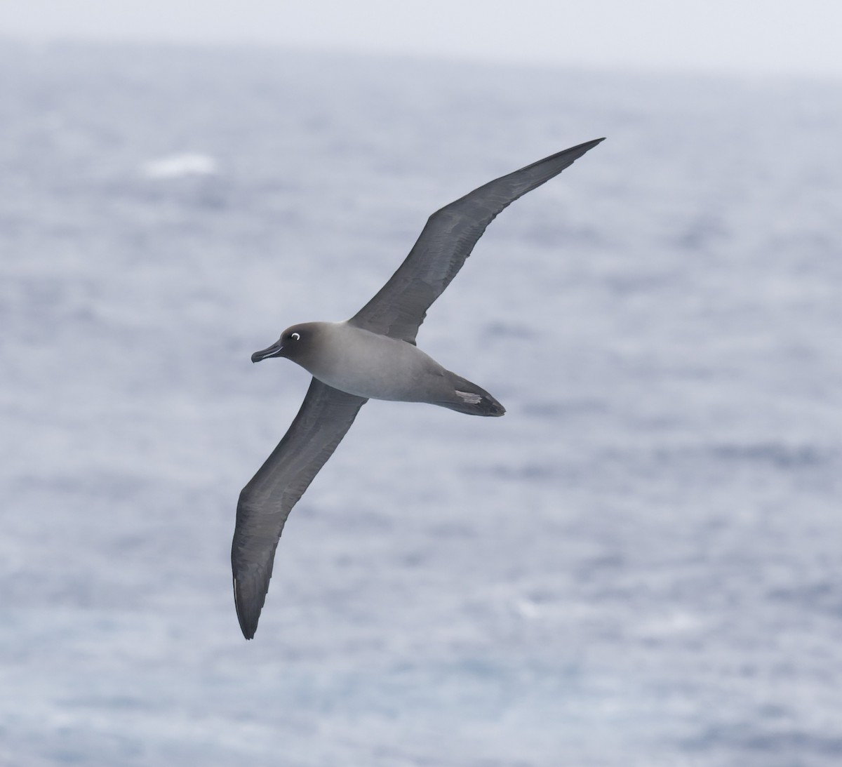 Light-mantled Albatross - ML646414797