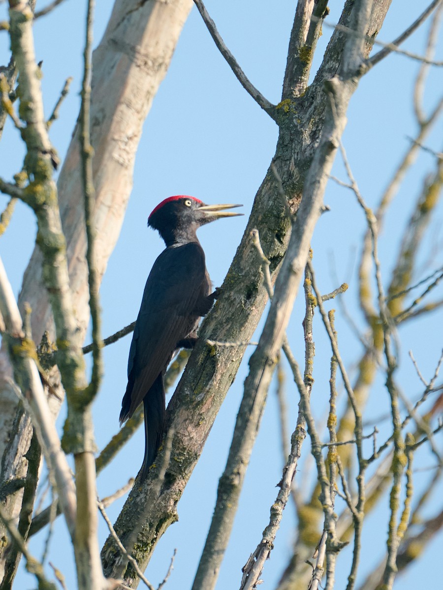 Black Woodpecker - ML646414798