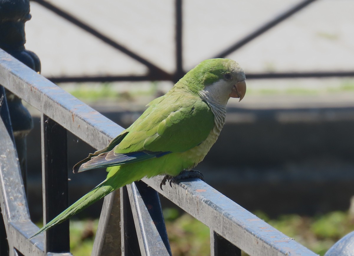 Monk Parakeet - ML646414799