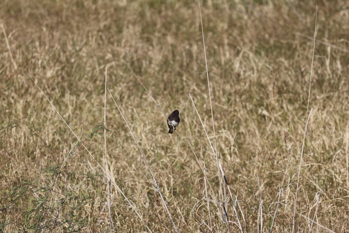 Black Phoebe - ML646414800