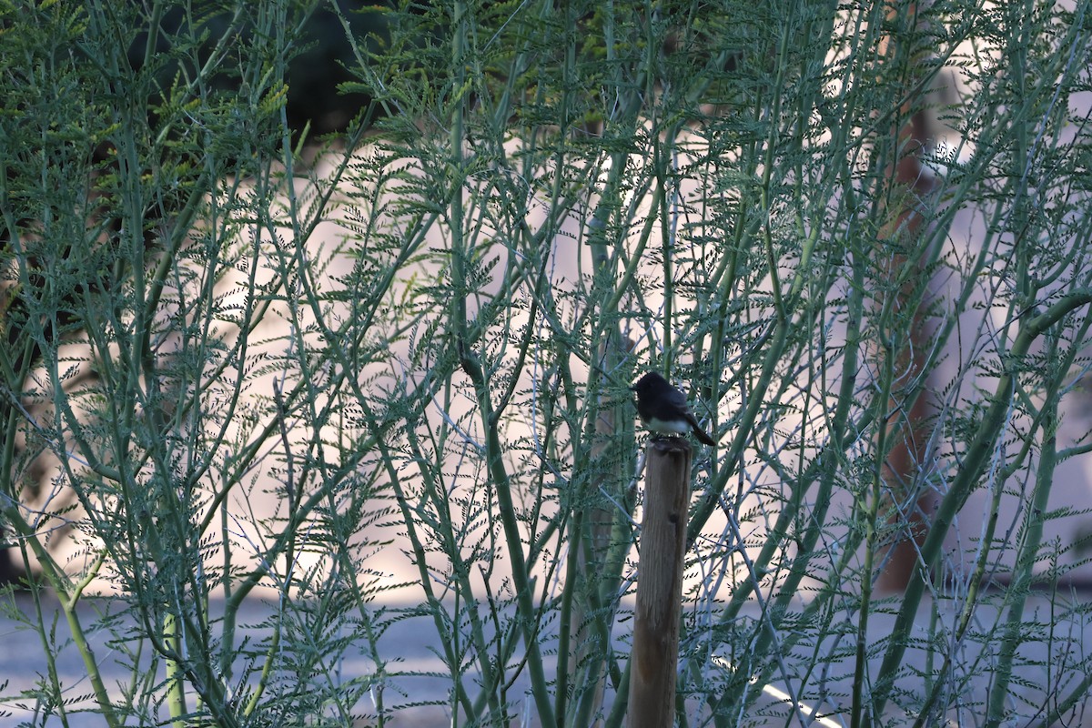 Black Phoebe - ML646414801