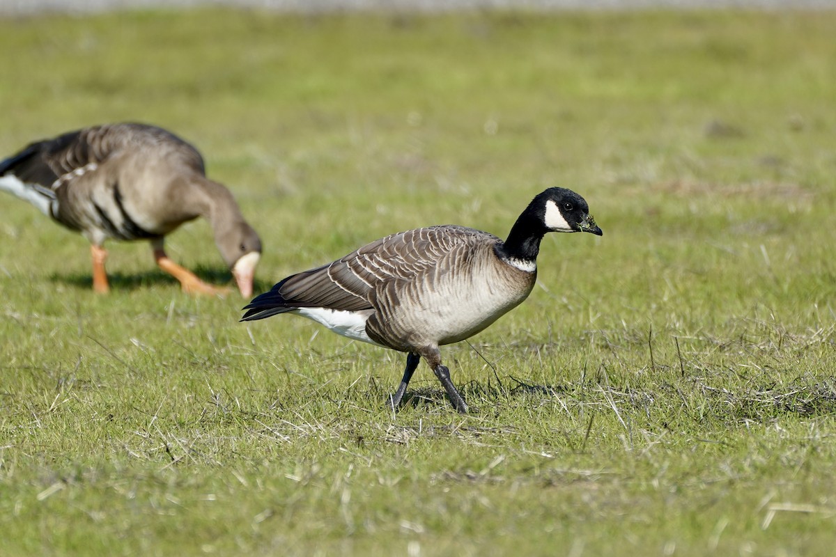 Cackling Goose - ML646414802