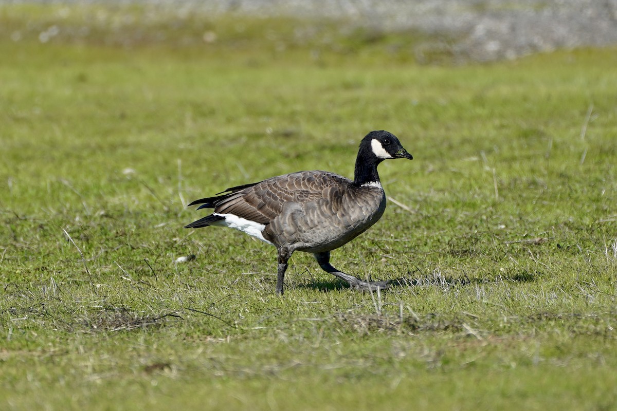 Cackling Goose - ML646414803