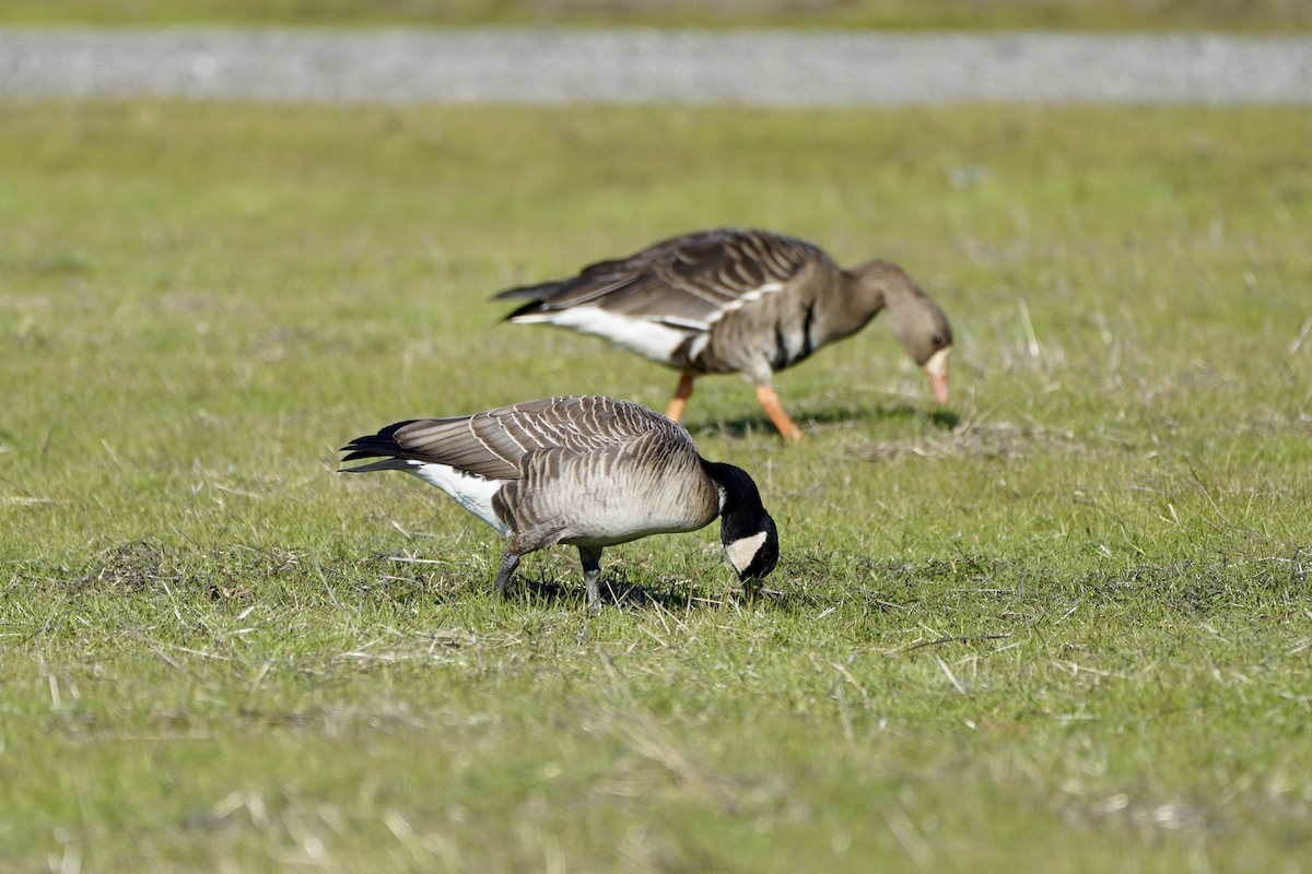 Cackling Goose - ML646414804
