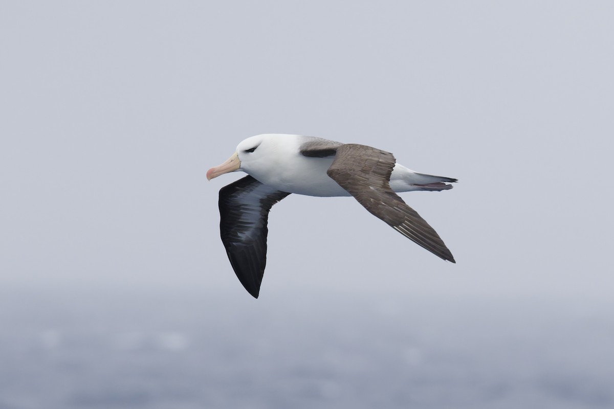Black-browed Albatross - ML646414806