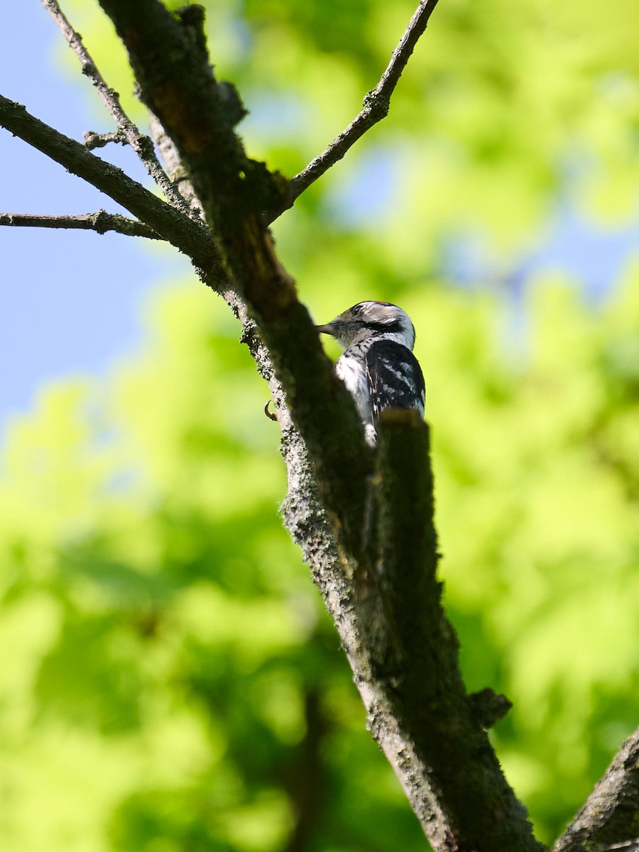 Lesser Spotted Woodpecker - ML646414807