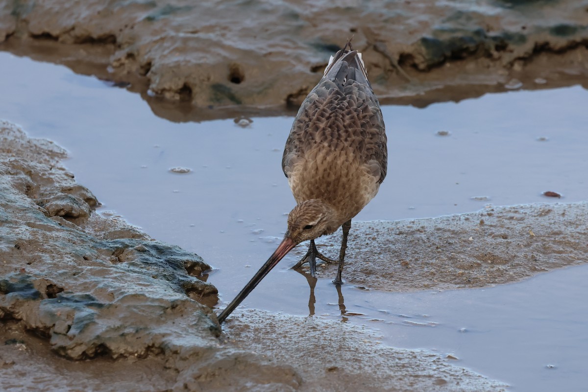 Bar-tailed Godwit - ML646414808