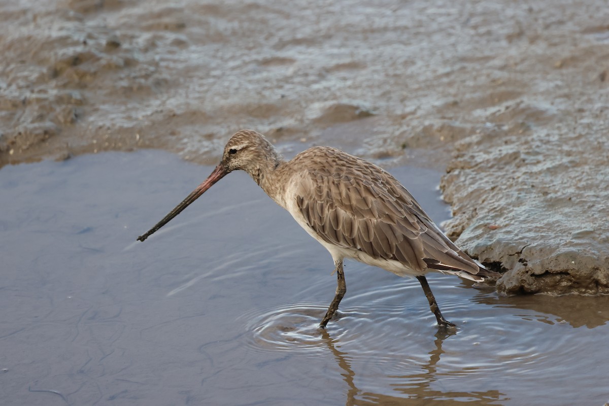 Bar-tailed Godwit - ML646414809