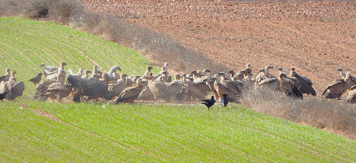 Eurasian Griffon - ML646414810