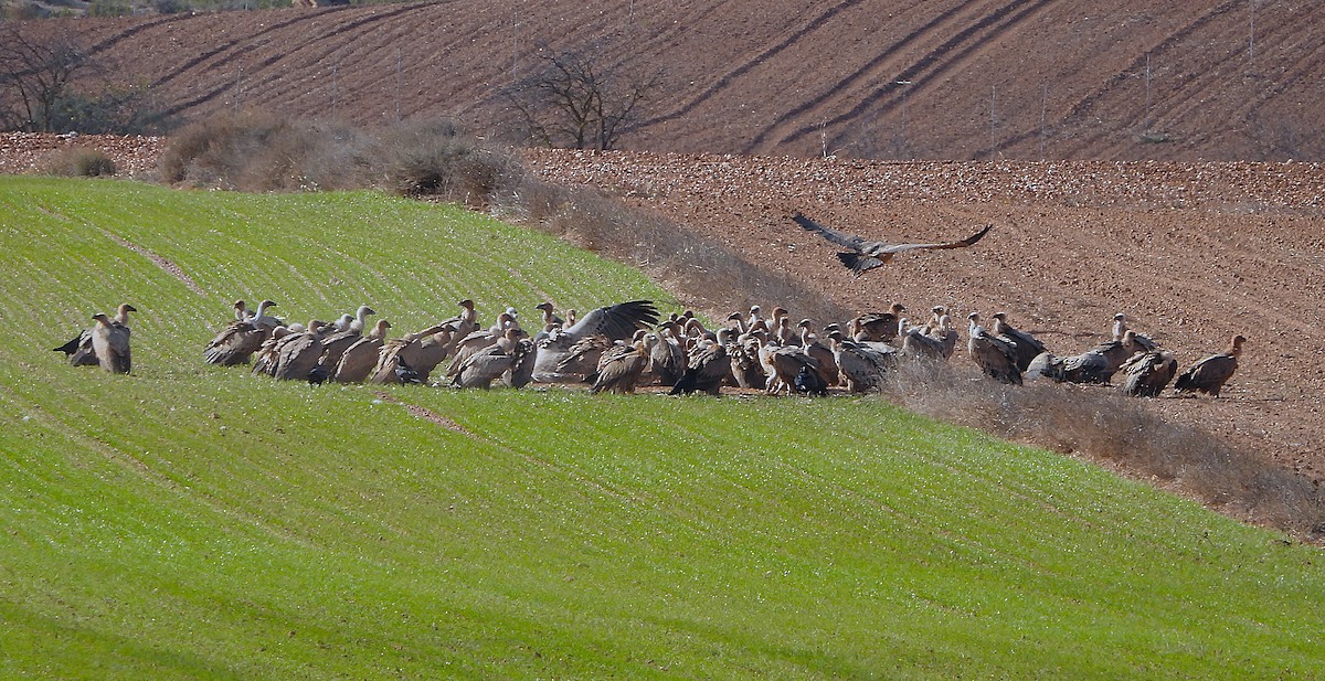 Eurasian Griffon - ML646414811