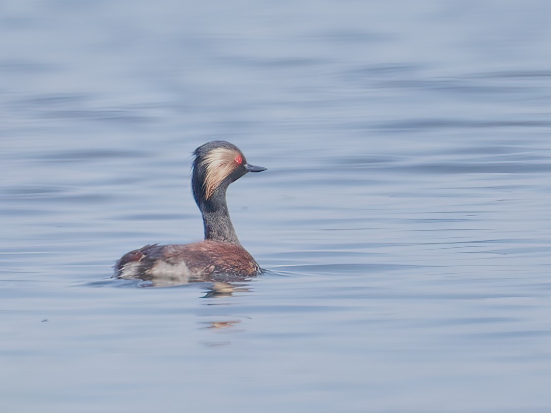 Eared Grebe - ML646414812