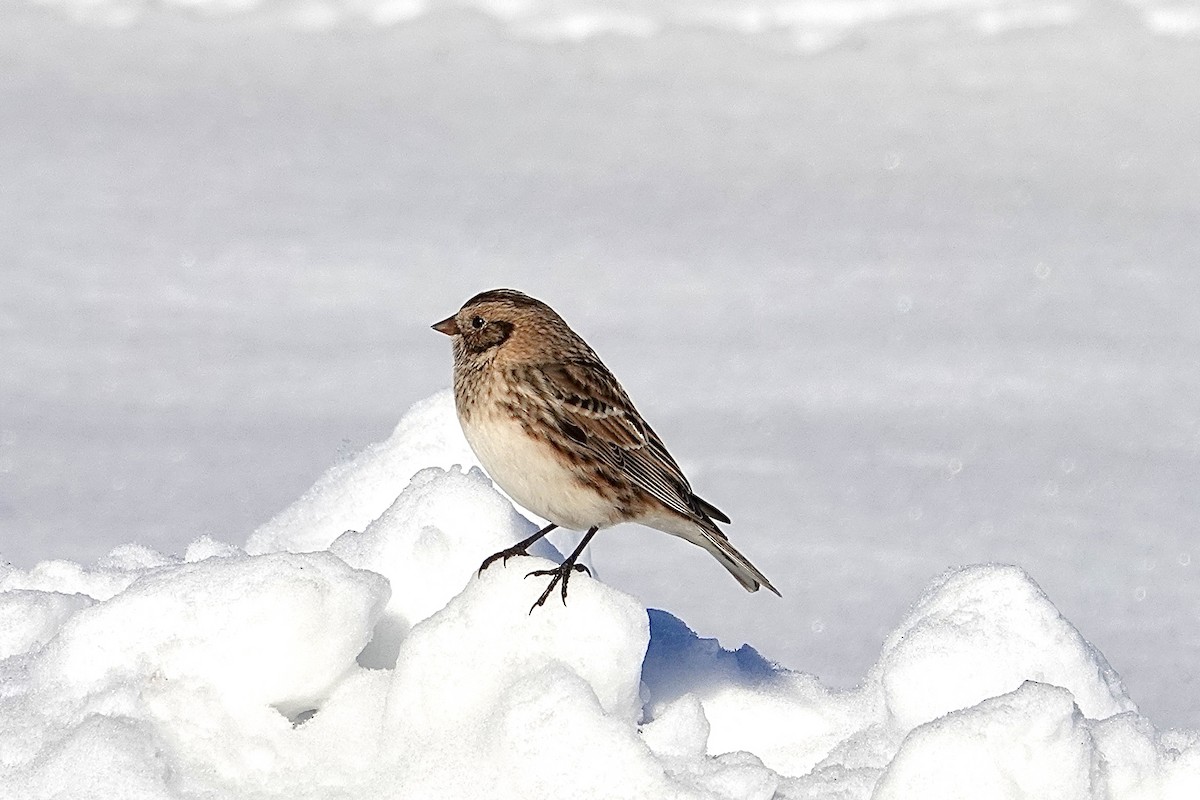 Lapland Longspur - ML646414813