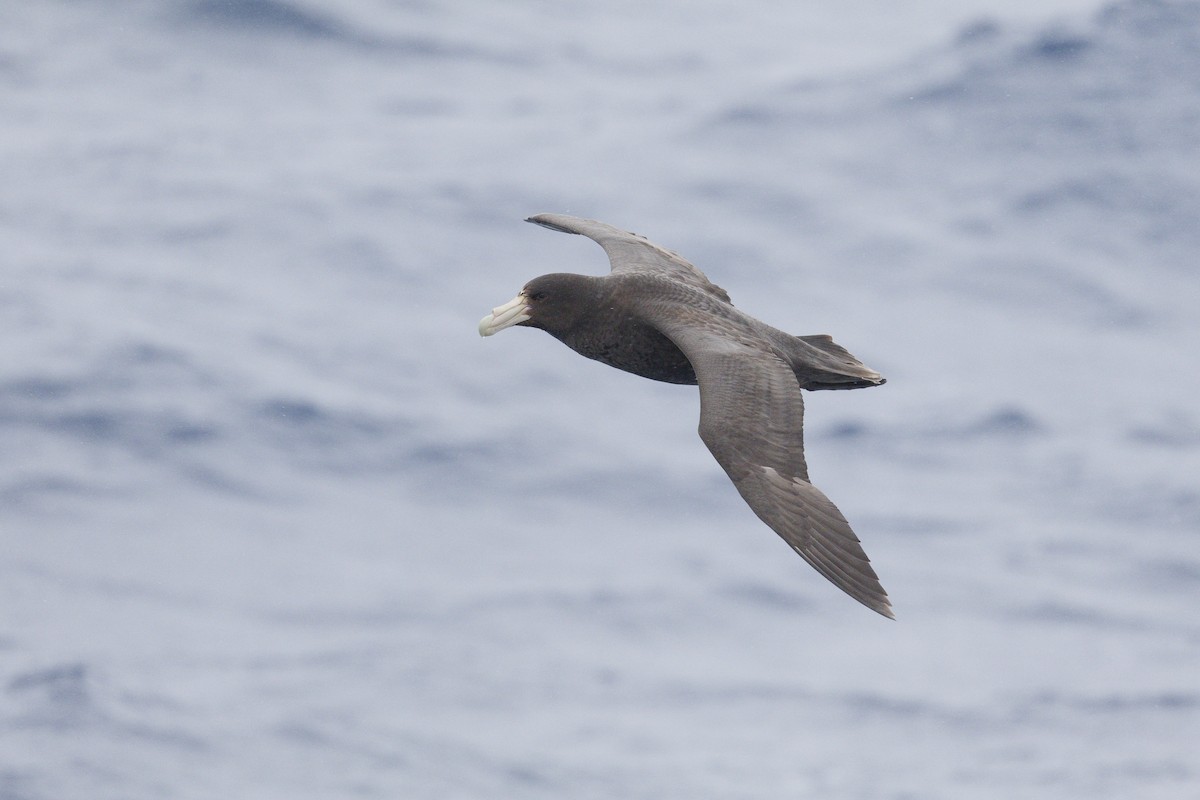 Southern Giant-Petrel - ML646414814
