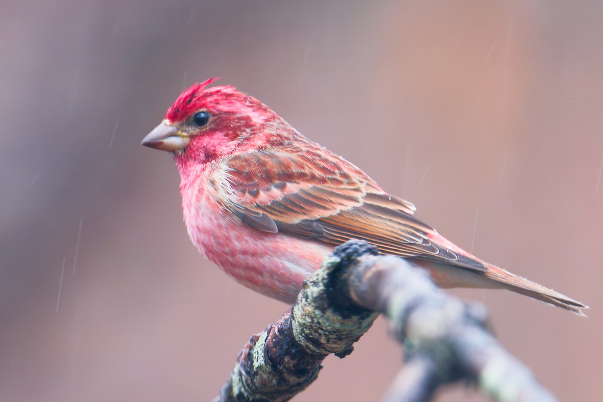 Purple Finch - ML646414817