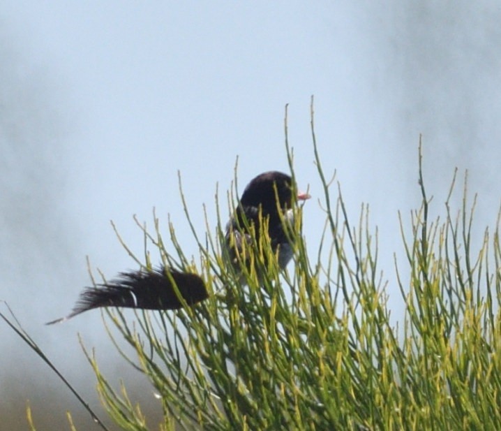 Strange-tailed Tyrant - ML646414818