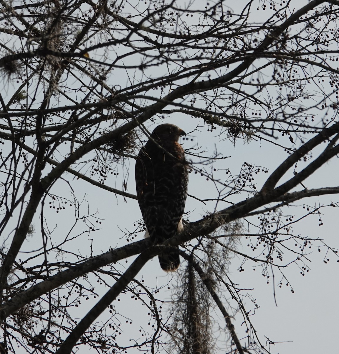 Red-shouldered Hawk - ML646414819