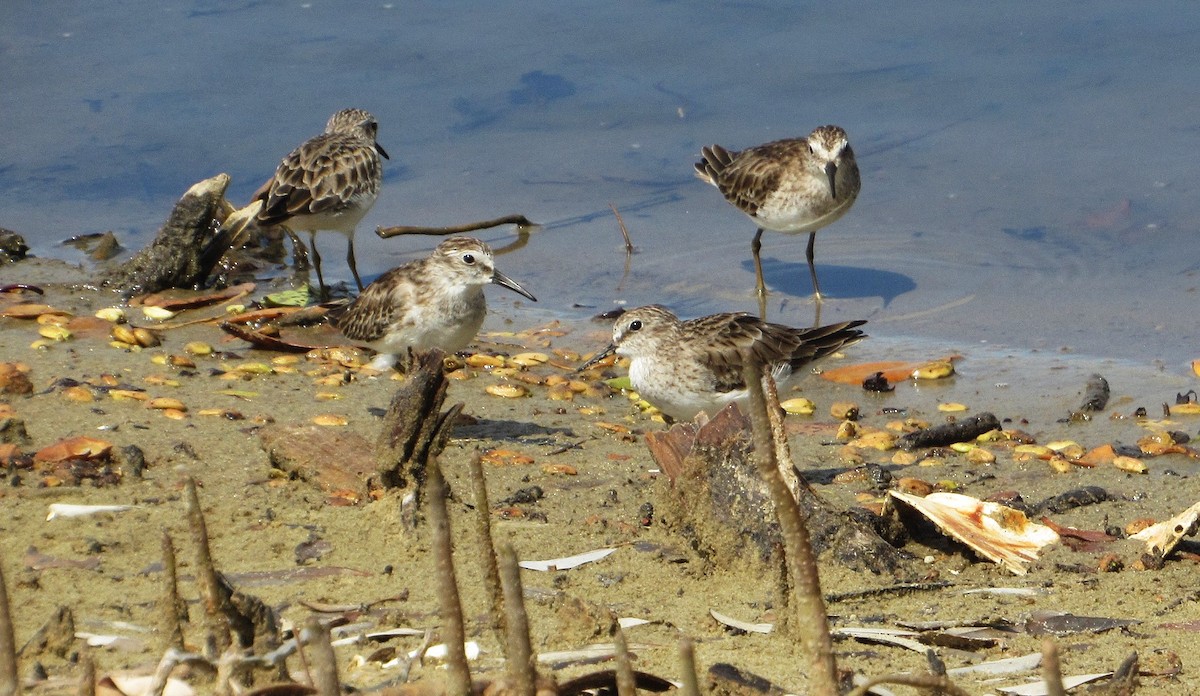 Least Sandpiper - ML646414820