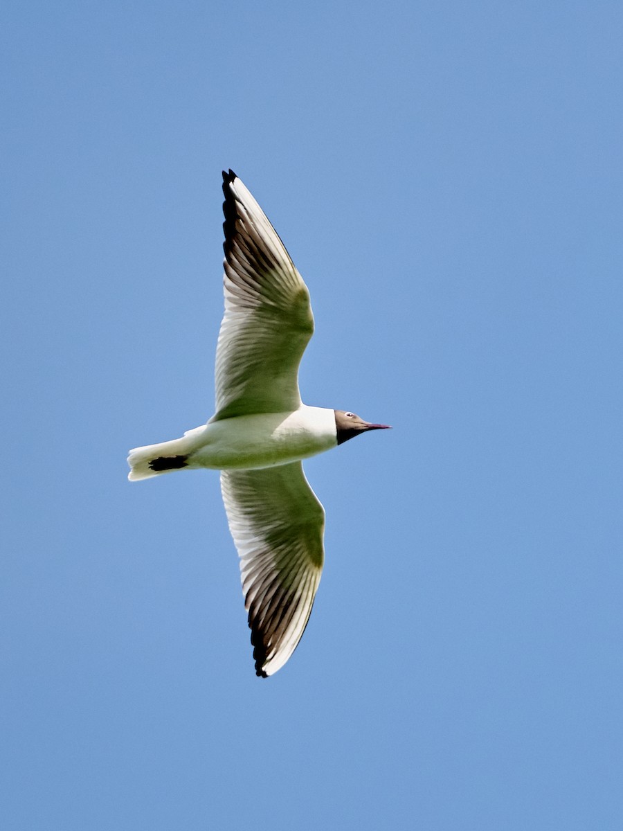 Black-headed Gull - ML646414821