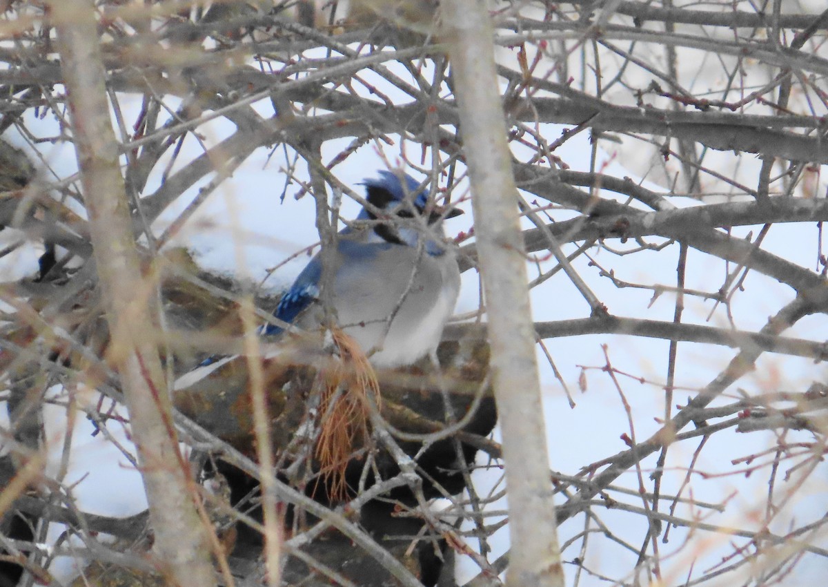 Blue Jay - ML646414822