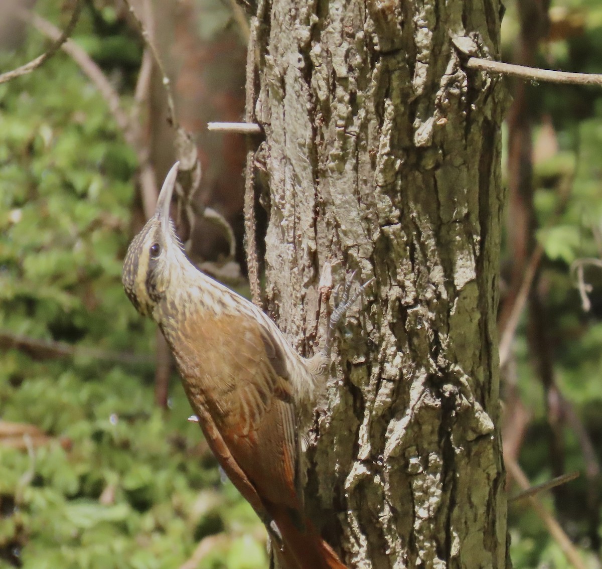 Narrow-billed Woodcreeper - ML646414823