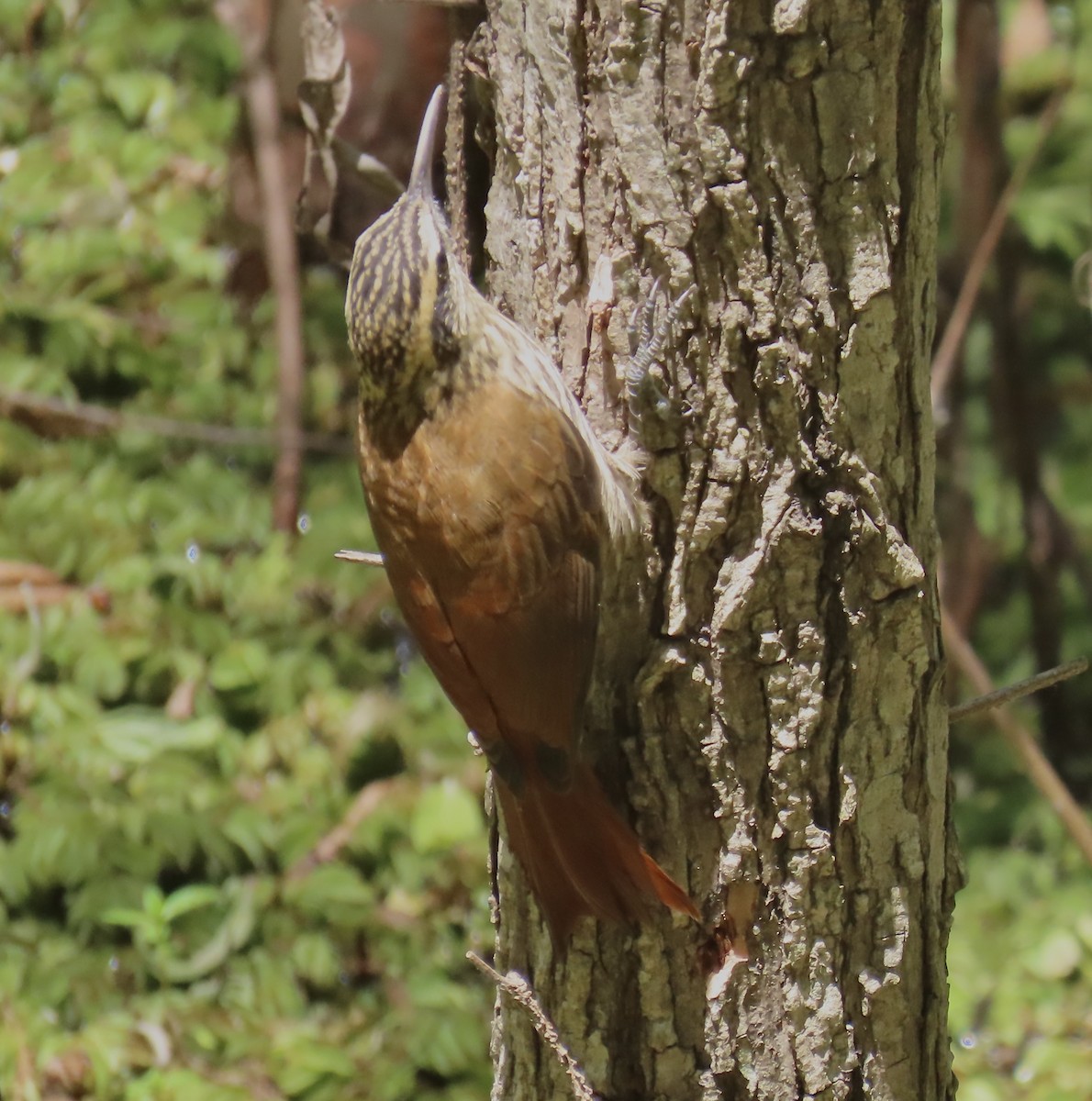 Narrow-billed Woodcreeper - ML646414824