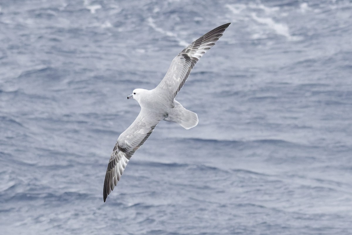 Southern Fulmar - ML646414825
