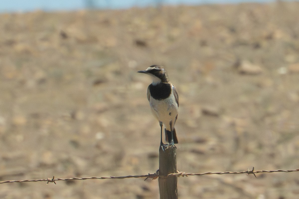 Capped Wheatear - ML646414826