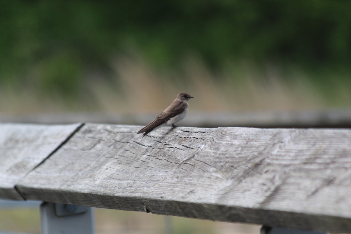 Northern Rough-winged Swallow - ML646414827
