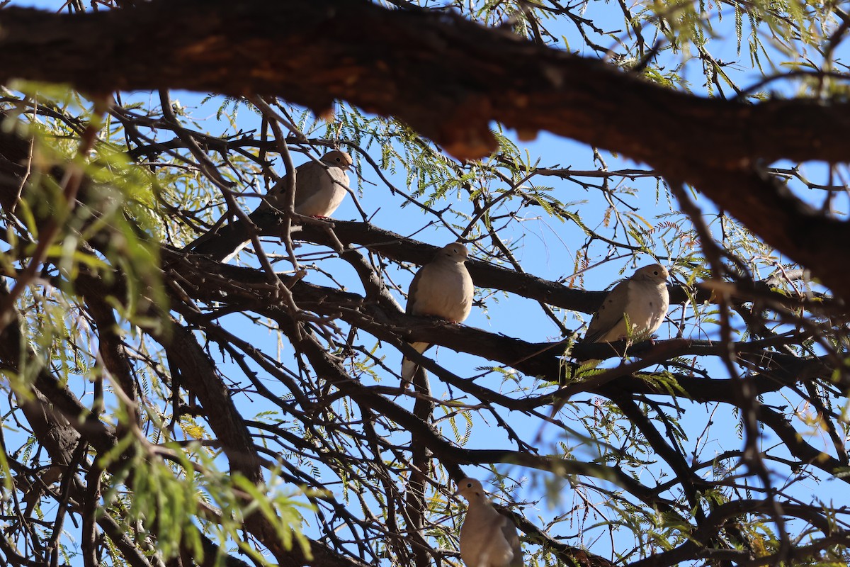 Mourning Dove - ML646414828