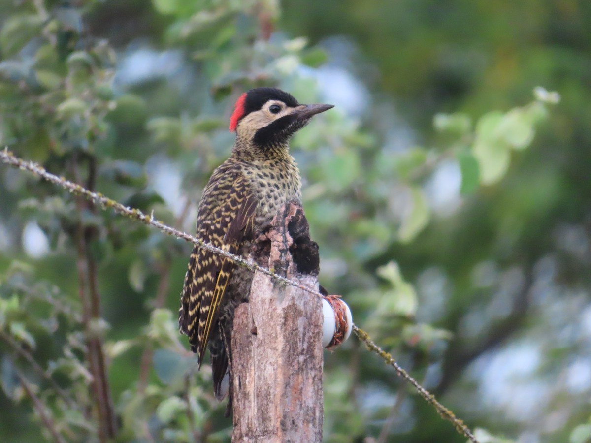 Green-barred Woodpecker - ML646414830