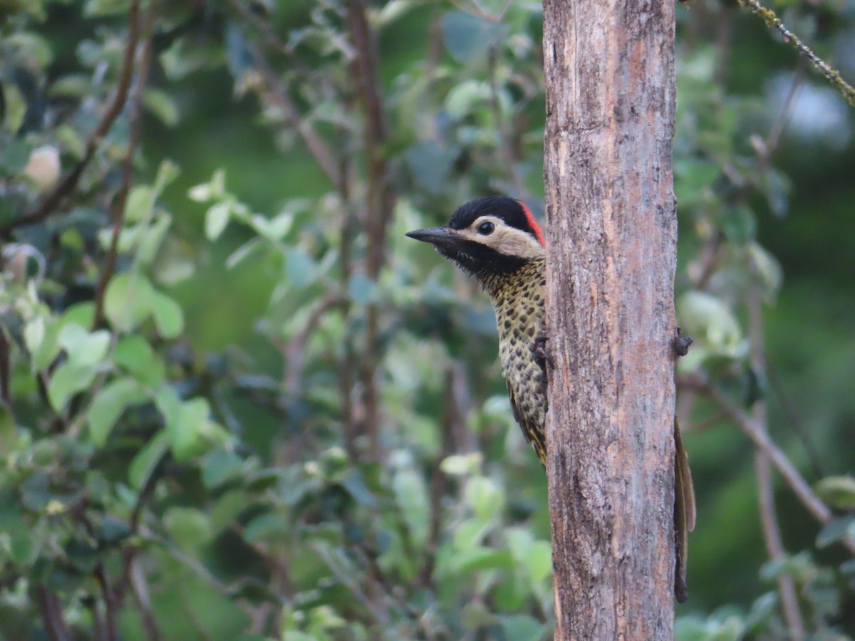 Green-barred Woodpecker - ML646414831