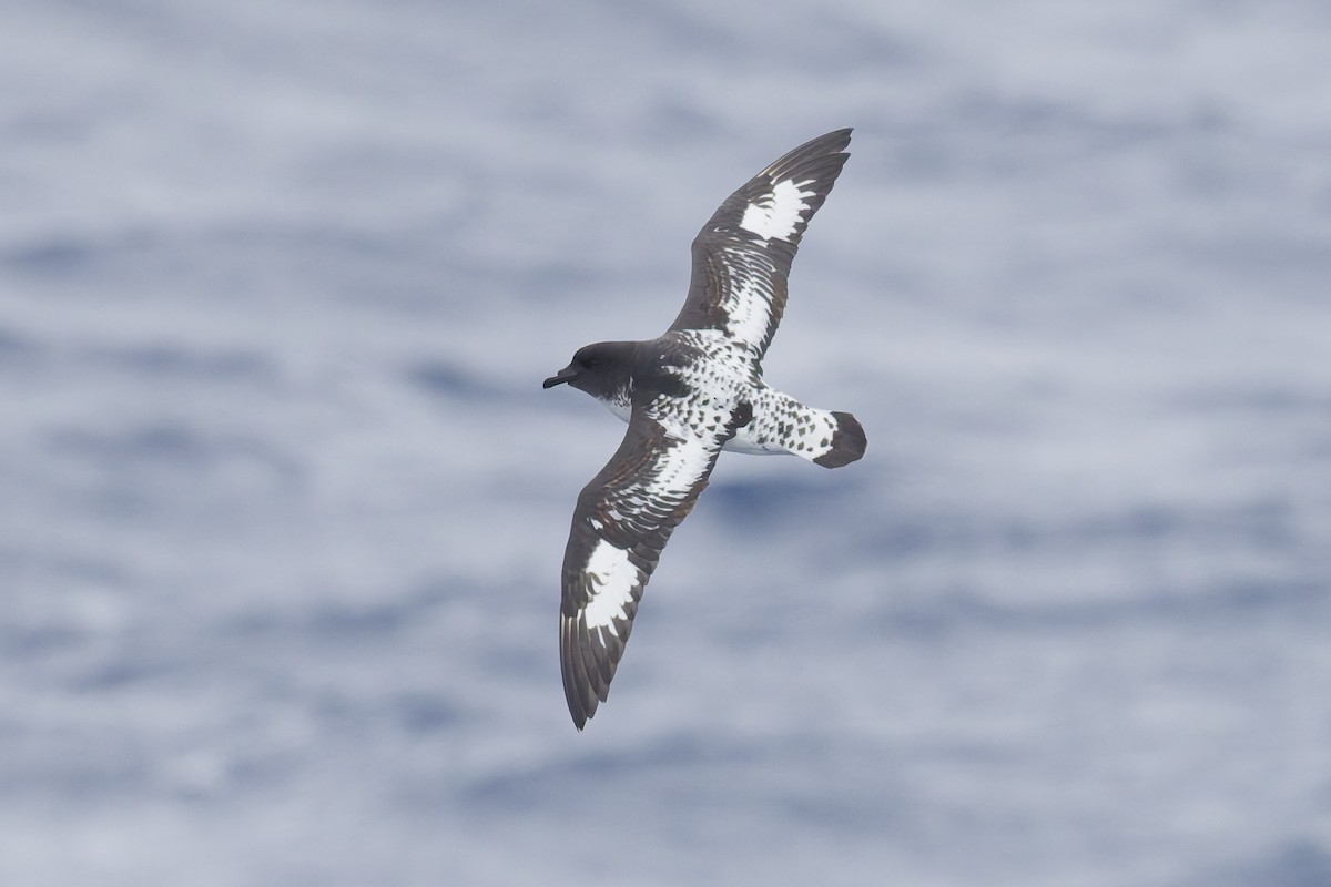 Pintado Petrel - ML646414832