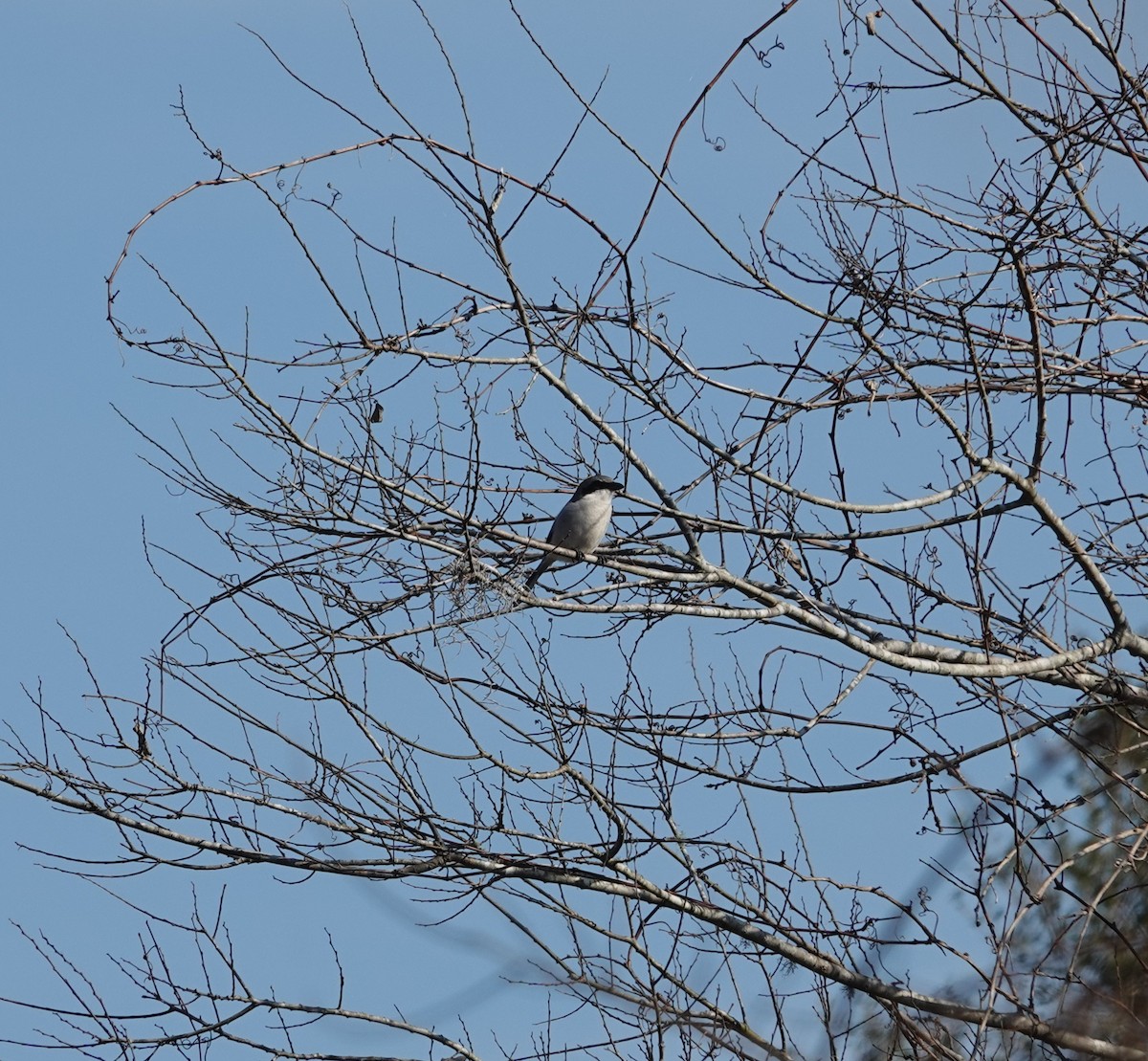 Loggerhead Shrike - ML646414833