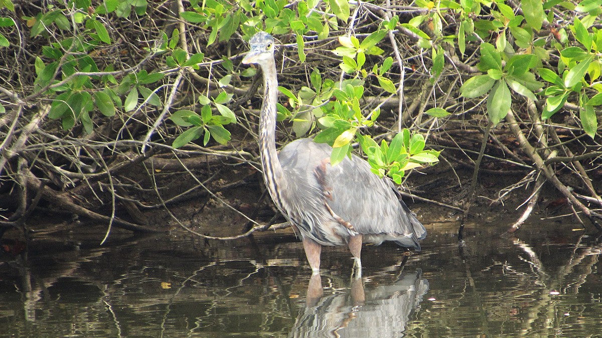 Great Blue Heron - ML646414834
