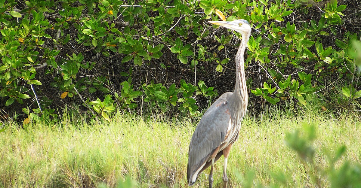 Great Blue Heron - ML646414835