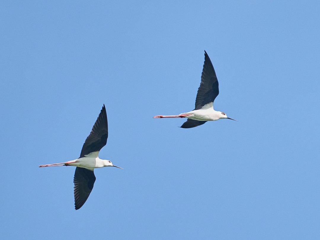 Stelzenläufer - ML646414836