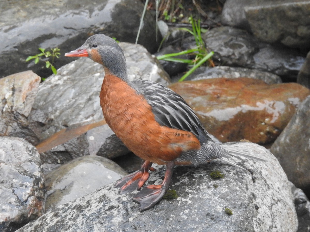 Torrent Duck - ML646414839