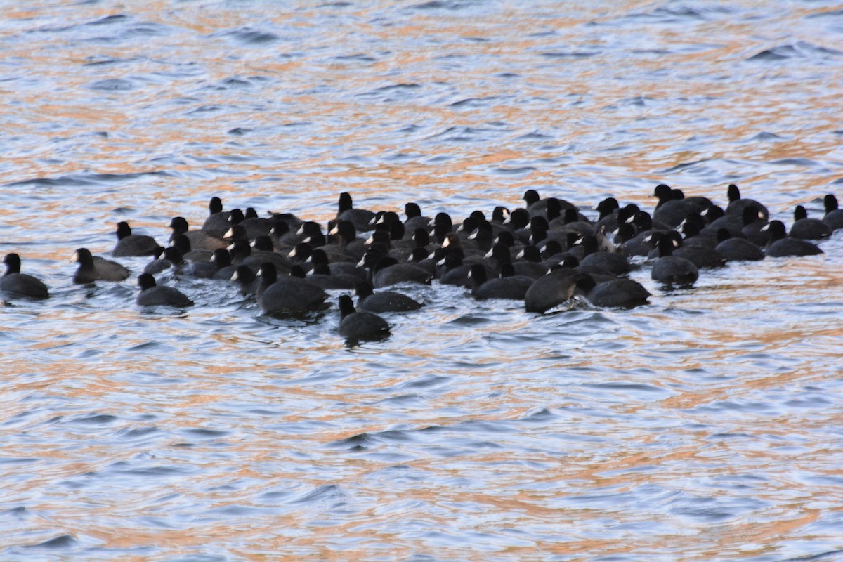 American Coot - ML646414841