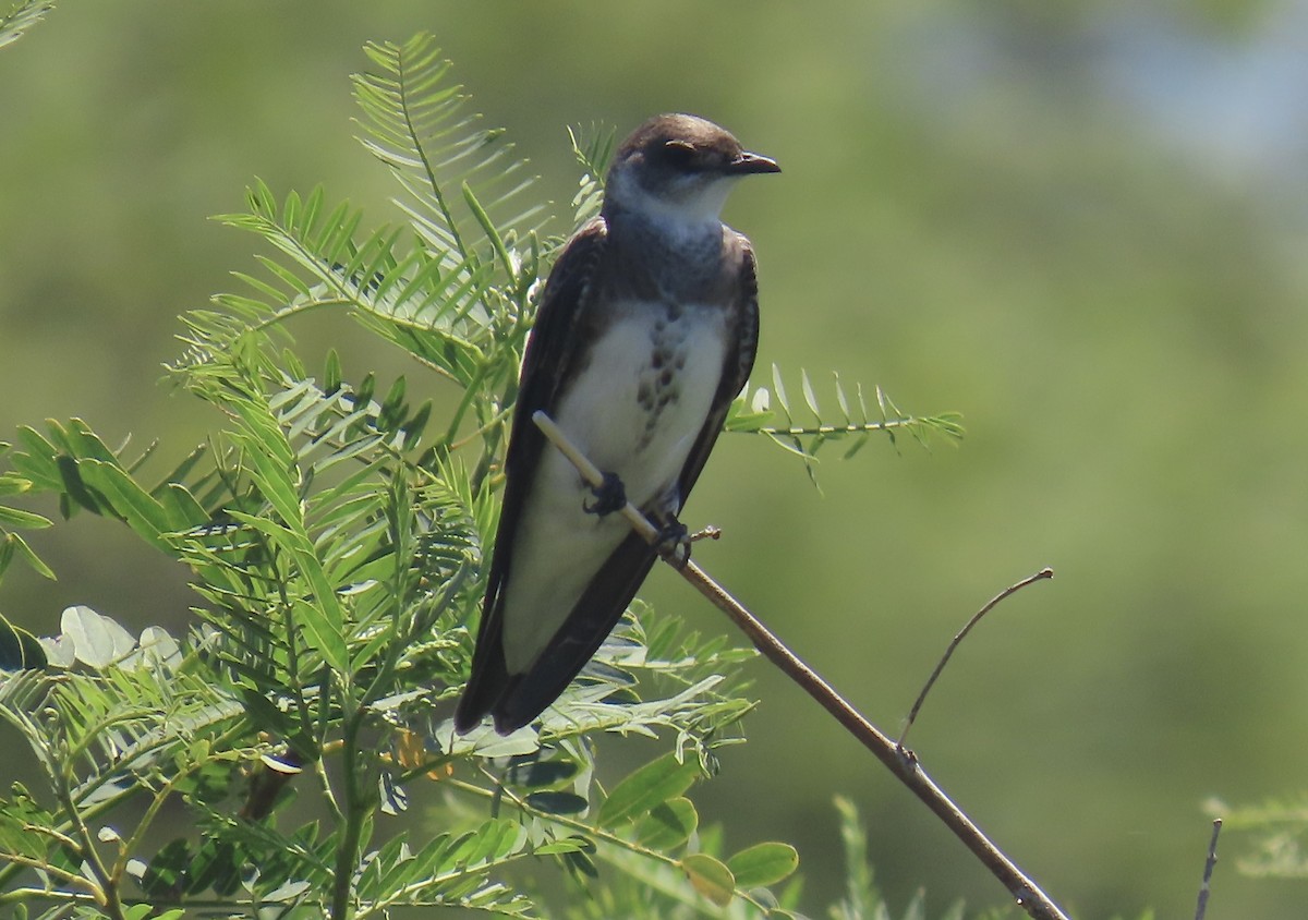 Brown-chested Martin - ML646414842