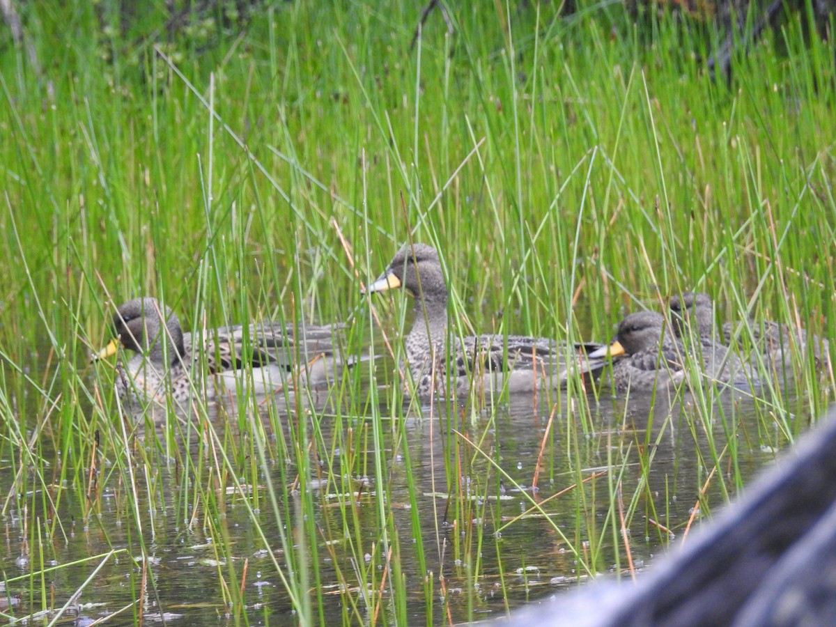 Yellow-billed Teal - ML646414845