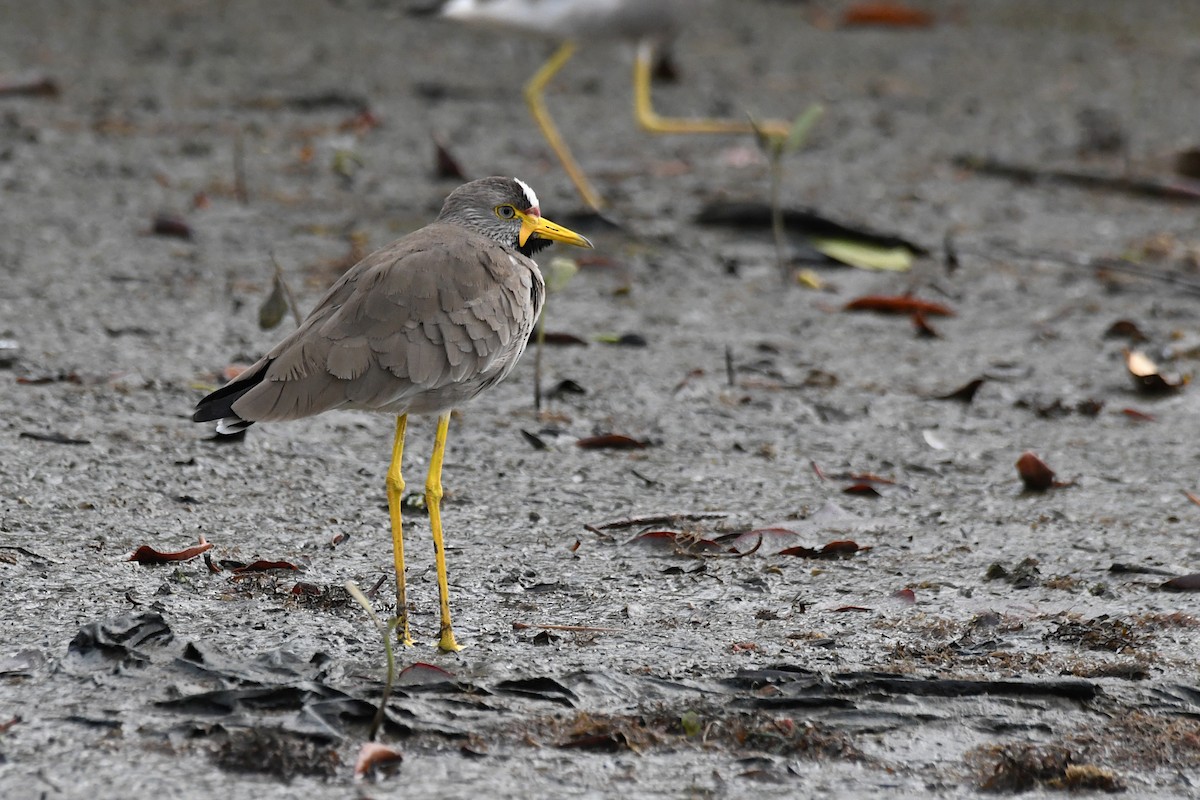 Wattled Lapwing - ML646414849