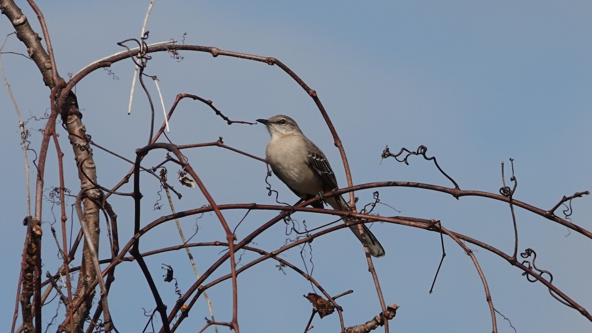 Northern Mockingbird - ML646414850