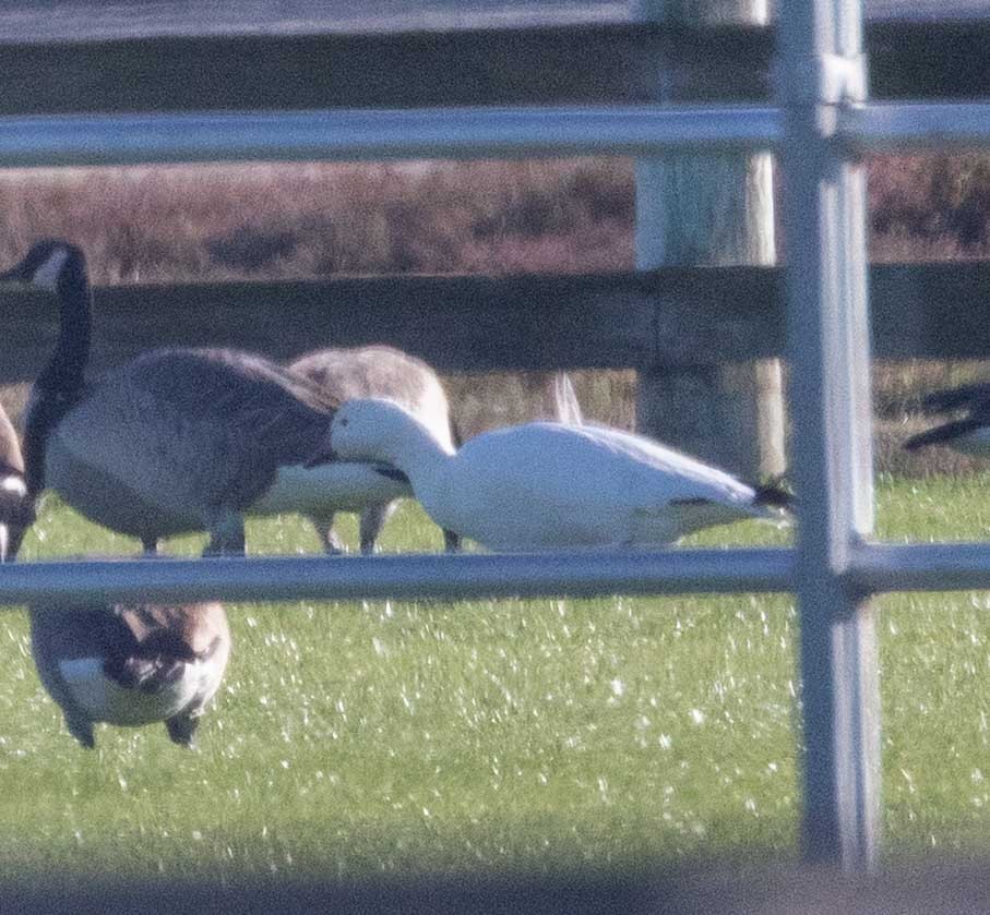 Snow Goose - ML646414852