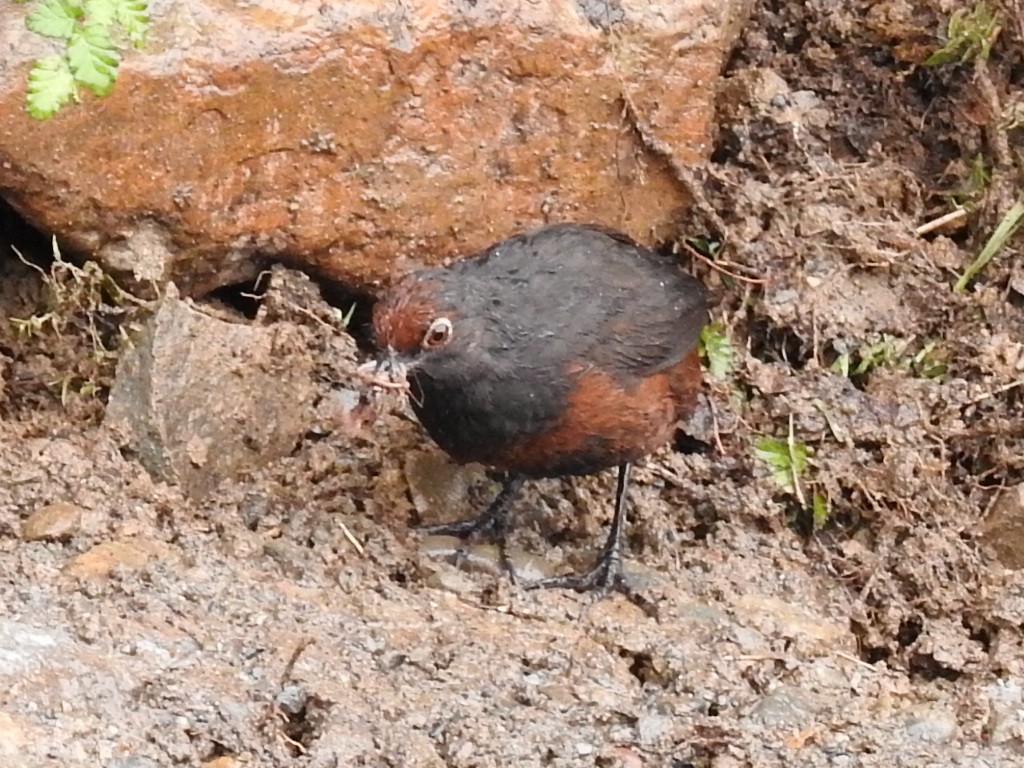 Black-throated Huet-huet - ML646414857