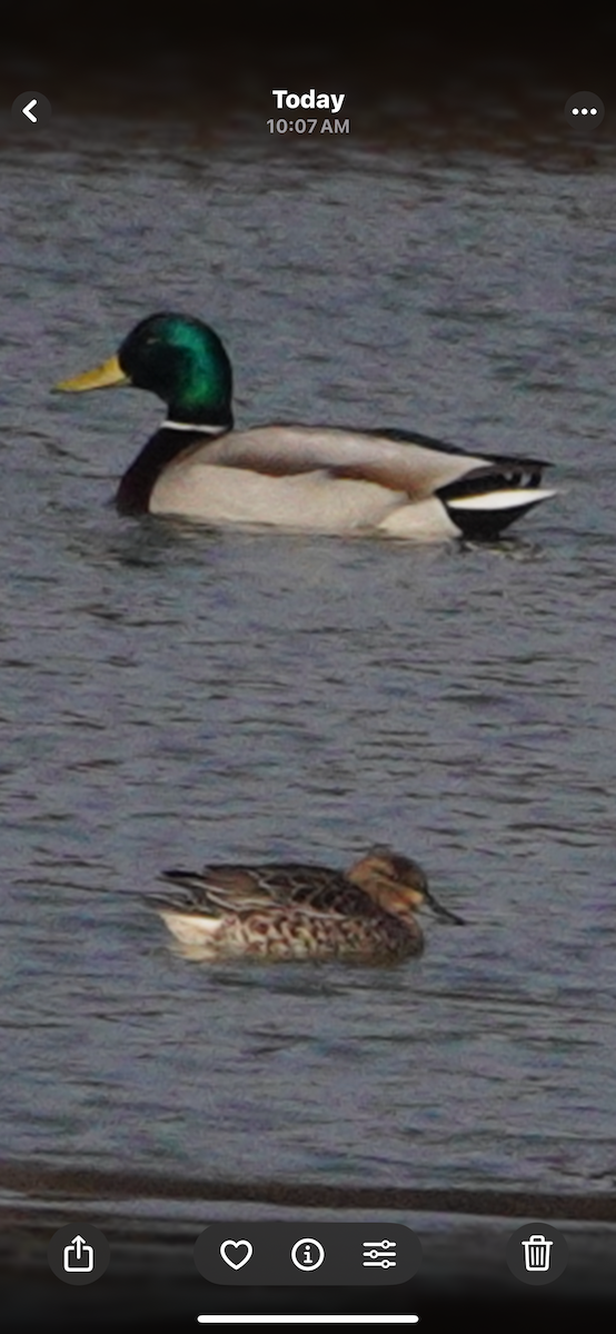 Mallard - ML646414858