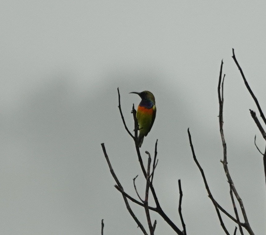 Palawan Sunbird - ML646414863