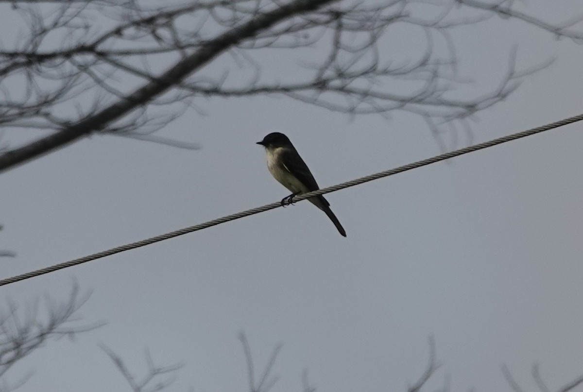 Eastern Phoebe - ML646414865
