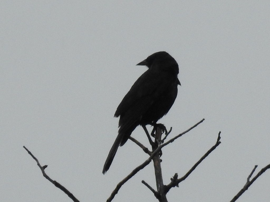 Austral Blackbird - ML646414866